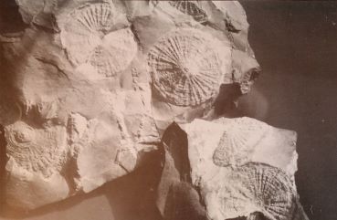 irudia